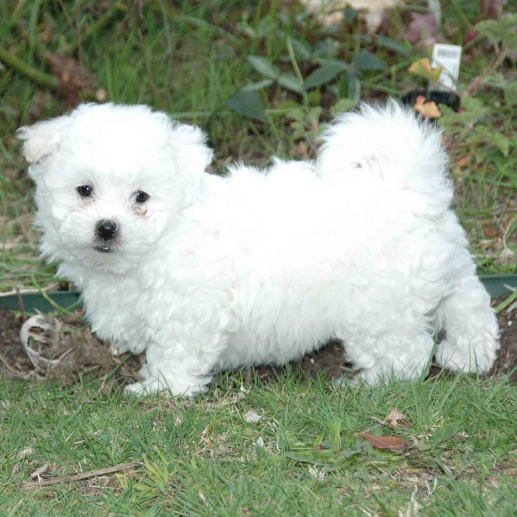 Mimmi 8 wks